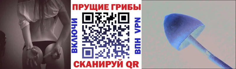 сколько стоит  Орск  Псилоцибиновые грибы Cubensis 